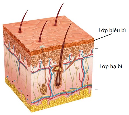 Cách chăm sóc để có làn da đẹp - Bảo hiểm Sức khỏe Liberty